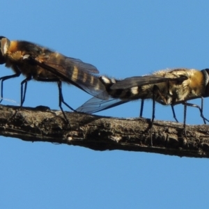 Villa sp. (genus) at Fadden, ACT - 7 Jan 2016 07:01 PM