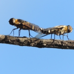 Villa sp. (genus) at Fadden, ACT - 7 Jan 2016 07:01 PM