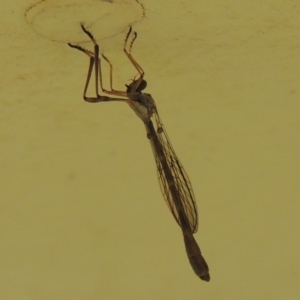 Leptogaster sp. (genus) at Conder, ACT - 14 Mar 2015 05:27 PM