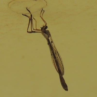 Leptogaster sp. (genus) (Robber fly) at Conder, ACT - 14 Mar 2015 by michaelb