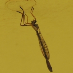 Leptogaster sp. (genus) at Conder, ACT - 14 Mar 2015