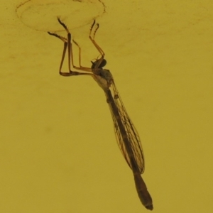 Leptogaster sp. (genus) at Conder, ACT - 14 Mar 2015