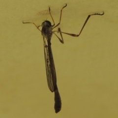 Leptogaster sp. (genus) at Conder, ACT - 14 Mar 2015 05:27 PM