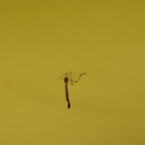 Leptogaster sp. (genus) at Conder, ACT - 14 Mar 2015 05:27 PM