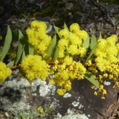 Acacia lunata (Lunate-leaved Wattle) at Black Mountain - 11 Sep 2016 by RWPurdie