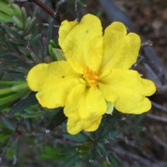 Hibbertia sp. (Guinea Flower) at Jerrabomberra, NSW - 16 Sep 2016 by Wandiyali