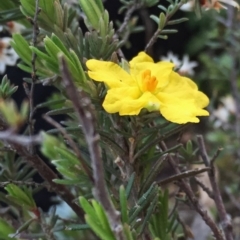 Hibbertia sp. at Jerrabomberra, NSW - 16 Sep 2016