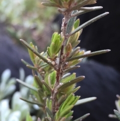 Hibbertia sp. at Jerrabomberra, NSW - 16 Sep 2016