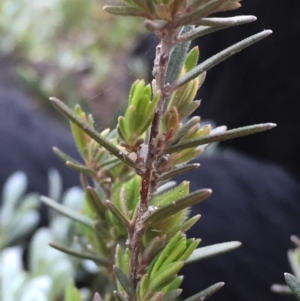 Hibbertia sp. at Jerrabomberra, NSW - 16 Sep 2016