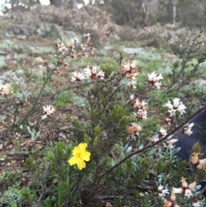 Hibbertia sp. at Jerrabomberra, NSW - 16 Sep 2016