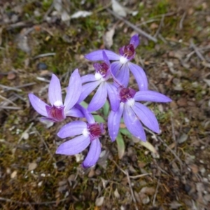 Cyanicula caerulea at Canberra Central, ACT - 16 Sep 2016