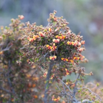 Dillwynia retorta (Heathy Parrot-Pea) at Murrumbateman, NSW - 16 Sep 2016 by SallyandPeter