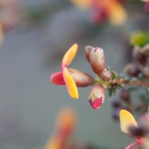 Dillwynia retorta at Murrumbateman, NSW - 16 Sep 2016