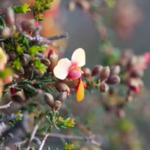 Dillwynia retorta at Murrumbateman, NSW - 16 Sep 2016