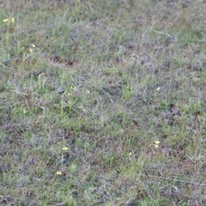 Diuris chryseopsis at Murrumbateman, NSW - suppressed