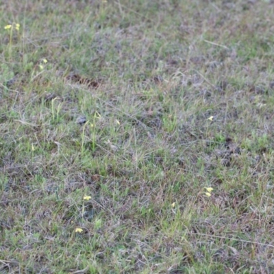 Diuris chryseopsis (Golden Moth) at Murrumbateman, NSW - 16 Sep 2016 by SallyandPeter