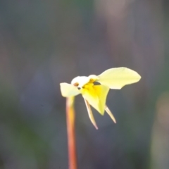 Diuris chryseopsis at Murrumbateman, NSW - suppressed