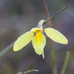 Diuris chryseopsis at Murrumbateman, NSW - suppressed