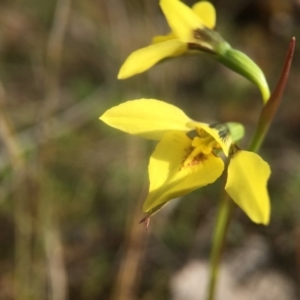 Diuris chryseopsis at Gungahlin, ACT - 16 Sep 2016