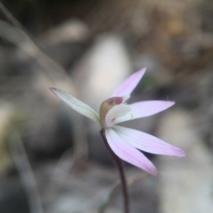 Caladenia fuscata at Gungahlin, ACT - 16 Sep 2016