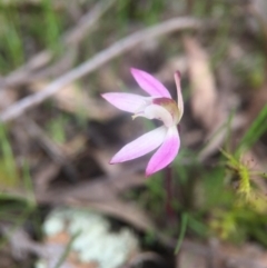 Caladenia fuscata at Gungahlin, ACT - 16 Sep 2016