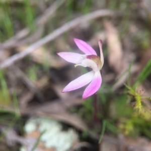 Caladenia fuscata at Gungahlin, ACT - 16 Sep 2016