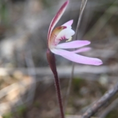 Caladenia fuscata at Gungahlin, ACT - 16 Sep 2016