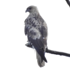 Haliastur sphenurus (Whistling Kite) at Woodstock Nature Reserve - 16 Sep 2016 by JohnBundock