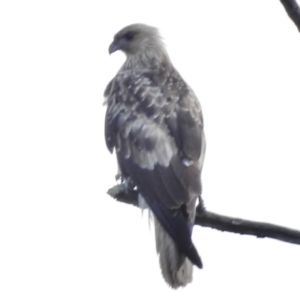 Haliastur sphenurus at Stromlo, ACT - 16 Sep 2016