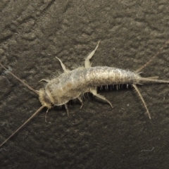 Ctenolepisma longicaudatum (Silverfish) at Conder, ACT - 2 May 2016 by MichaelBedingfield