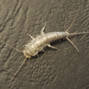 Ctenolepisma longicaudatum at Conder, ACT - 2 May 2016 10:24 AM