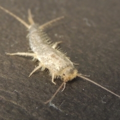 Ctenolepisma longicaudatum at Conder, ACT - 2 May 2016