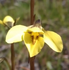 Diuris chryseopsis (Golden Moth) at Gungahlin, ACT - 16 Sep 2016 by DerekC