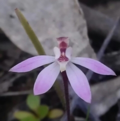 Caladenia fuscata (Dusky Fingers) at Gungahlin, ACT - 16 Sep 2016 by DerekC