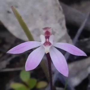 Caladenia fuscata at Gungahlin, ACT - 16 Sep 2016