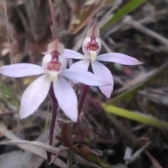 Caladenia fuscata at Gungahlin, ACT - 16 Sep 2016