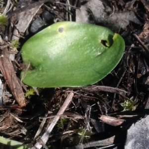 Eriochilus cucullatus at Gungahlin, ACT - 16 Sep 2016