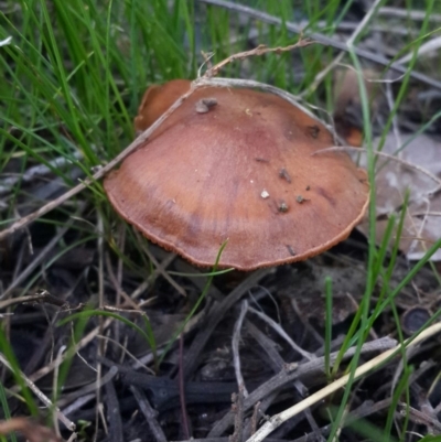 Unverified at Queanbeyan West, NSW - 15 Jan 2016 by Speedsta