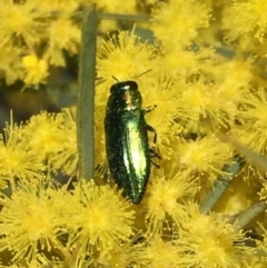 Melobasis sp. (genus) (Unidentified Melobasis jewel Beetle) at QPRC LGA - 17 Sep 2016 by Wandiyali