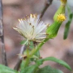 Senecio bathurstianus (Rough Fireweed) at Wandiyali-Environa Conservation Area - 17 Sep 2016 by Wandiyali