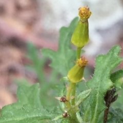 Senecio bathurstianus at Googong, NSW - 17 Sep 2016 01:46 PM