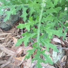 Senecio bathurstianus at Googong, NSW - 17 Sep 2016 01:46 PM