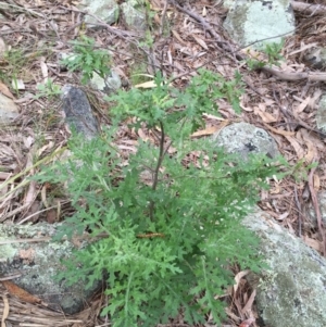 Senecio bathurstianus at Googong, NSW - 17 Sep 2016 01:46 PM