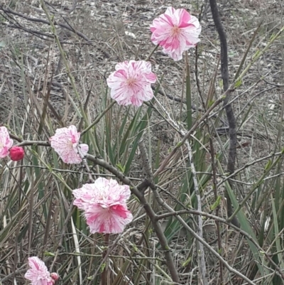 Chaenomeles speciosa (Flowering Quince) at QPRC LGA - 16 Sep 2016 by Speedsta