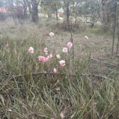 Chaenomeles speciosa at Queanbeyan West, NSW - 17 Sep 2016