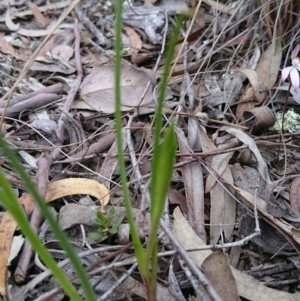 Diuris sp. at Canberra Central, ACT - 17 Sep 2016