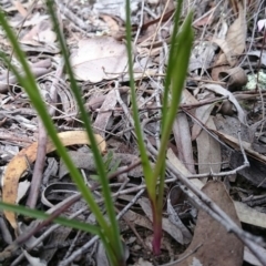 Diuris sp. at Canberra Central, ACT - 17 Sep 2016