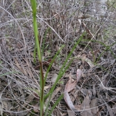 Diuris sp. (A Donkey Orchid) at Black Mountain - 17 Sep 2016 by Userjet