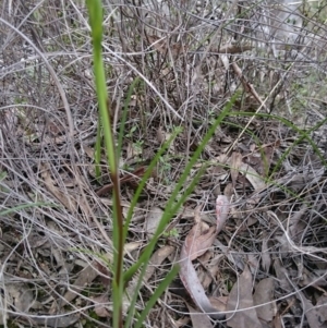 Diuris sp. at Canberra Central, ACT - 17 Sep 2016