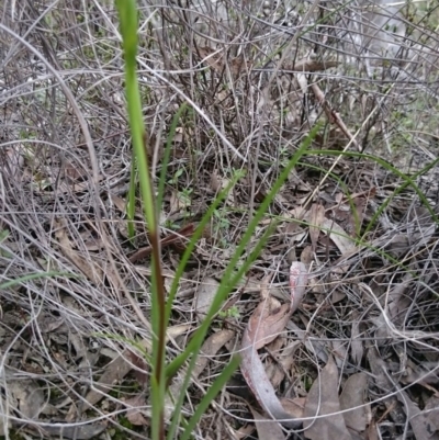 Diuris sp. (A Donkey Orchid) at Black Mountain - 17 Sep 2016 by Userjet